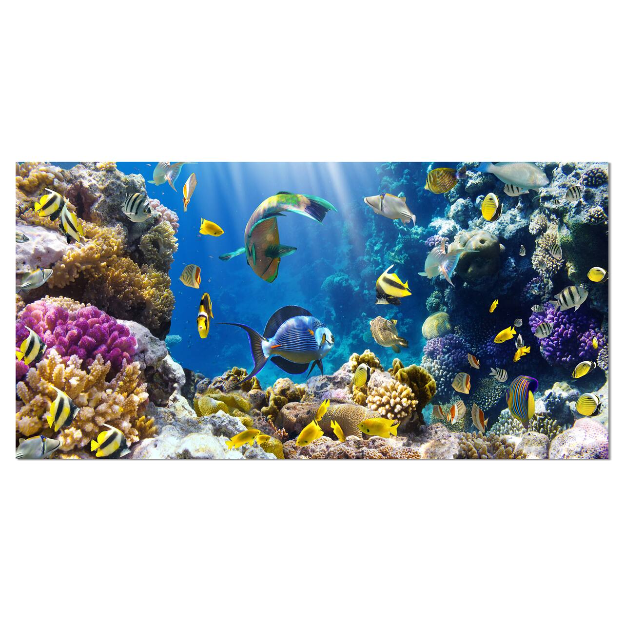 Designart - Fish in Coral Reef - Seascape Photography Canvas Art Print